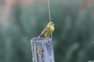 Emberiza citrinella
