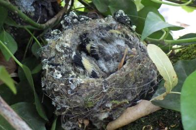 Carduelis carduelis