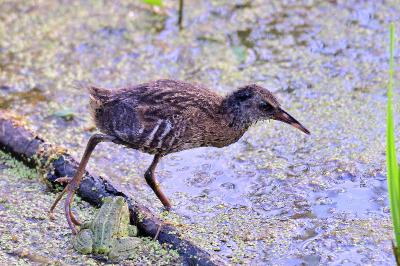 Rallus aquaticus