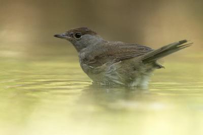 Sylvia atricapilla