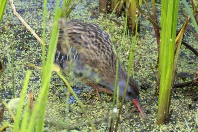 Rallus aquaticus