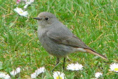 Phoenicurus ochruros