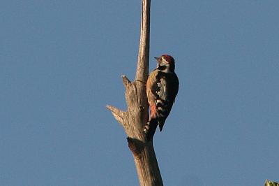 Dendrocopos medius