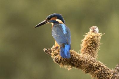 Alcedo atthis