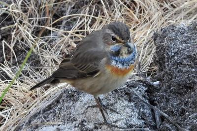Luscinia svecica
