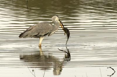 Ardea cinerea