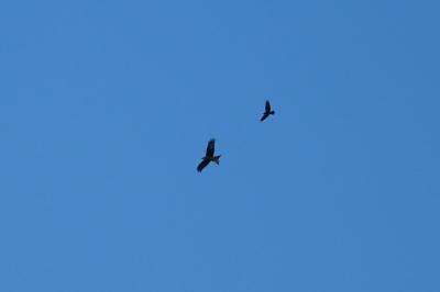 Milvus milvus