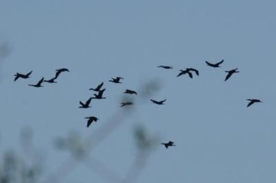 Phalacrocorax carbo