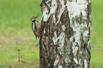 Dendrocopos medius