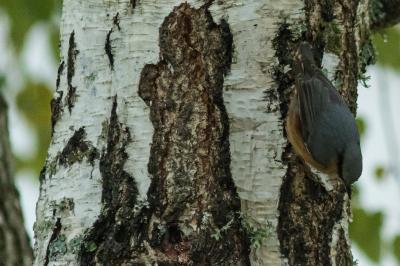 Sitta europaea
