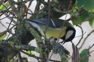 Parus major