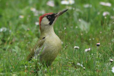 Picus viridis