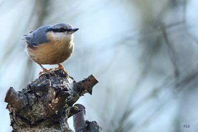 Sitta europaea