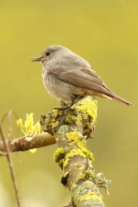 Phoenicurus ochruros