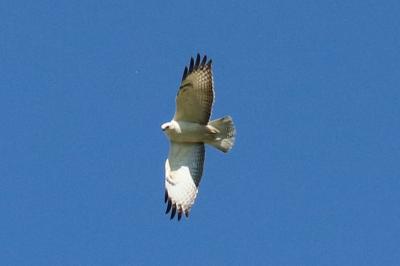 Buteo buteo
