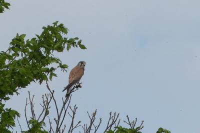 Falco tinnunculus