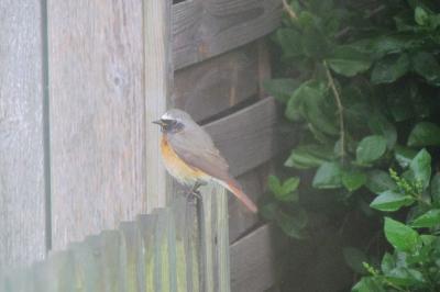Phoenicurus phoenicurus