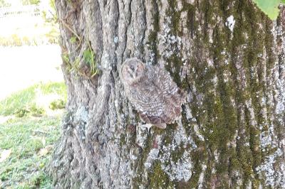 Strix aluco