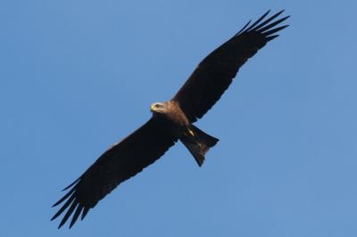 Milvus migrans