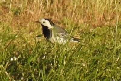 Motacilla alba