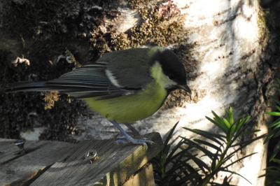 Parus major
