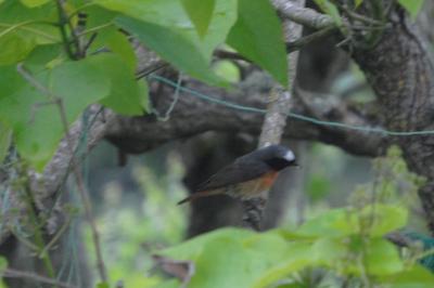 Phoenicurus phoenicurus