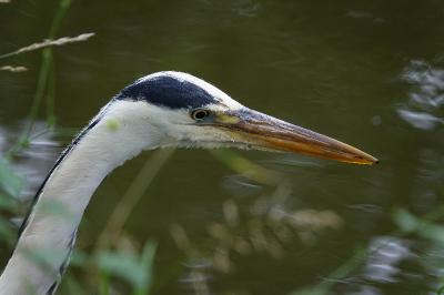 Ardea cinerea