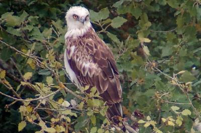 Circaetus gallicus