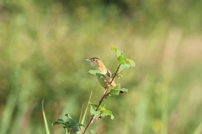 Cisticola juncidis