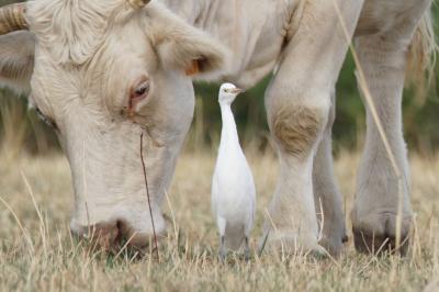 Bubulcus ibis