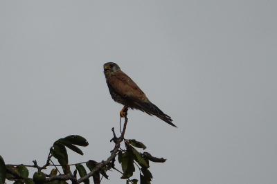 Falco tinnunculus