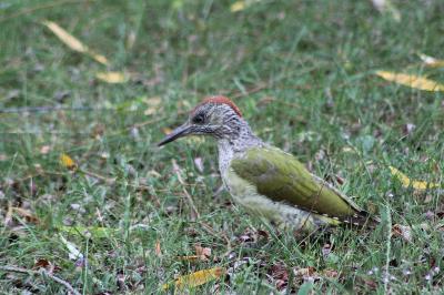 Picus viridis