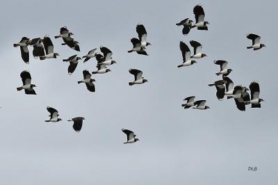 Vanellus vanellus