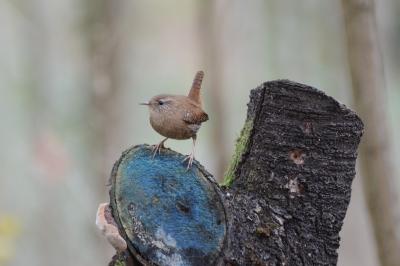 Troglodytes troglodytes