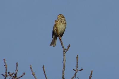 Emberiza calandra