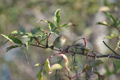 Phylloscopus collybita