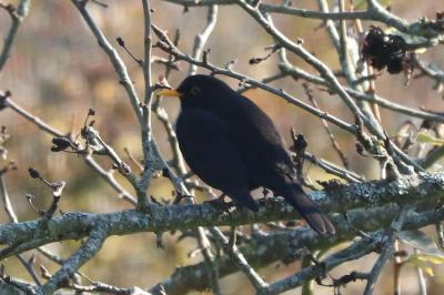 Turdus merula