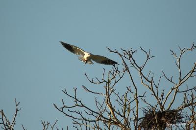 Elanus caeruleus