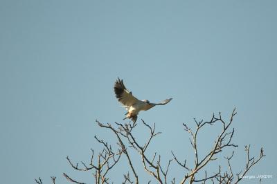 Elanus caeruleus