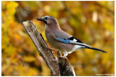 Garrulus glandarius