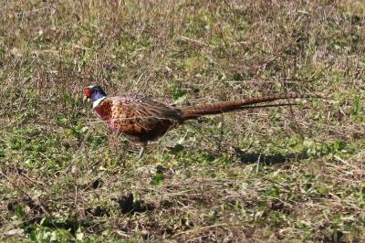 Phasianus colchicus