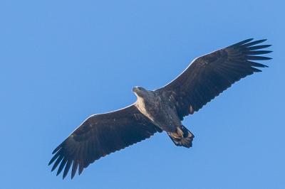 Haliaeetus albicilla