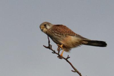 Falco tinnunculus