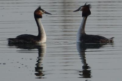 Podiceps cristatus