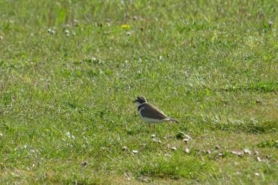 Charadrius dubius
