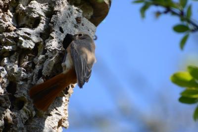Phoenicurus phoenicurus