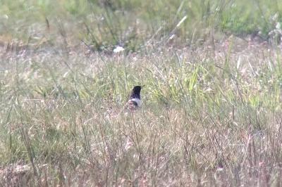 Turdus torquatus