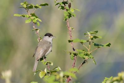 Sylvia atricapilla