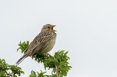 Emberiza calandra