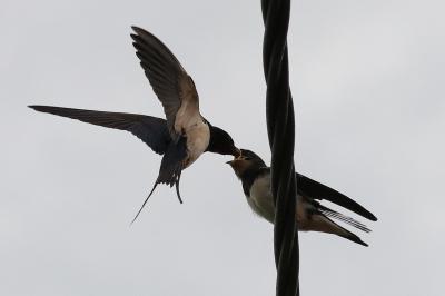 Hirundo rustica